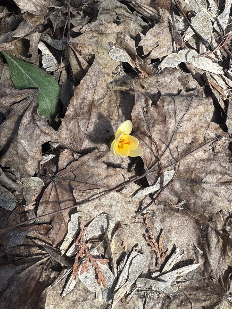 TiinaOttawa's tweet image. Lovely! I have some brave crocuses that just got buried under 15 cm of snow yesterday. Good thing spring flowers are tough! #ThirdWinter #CanadianSpring