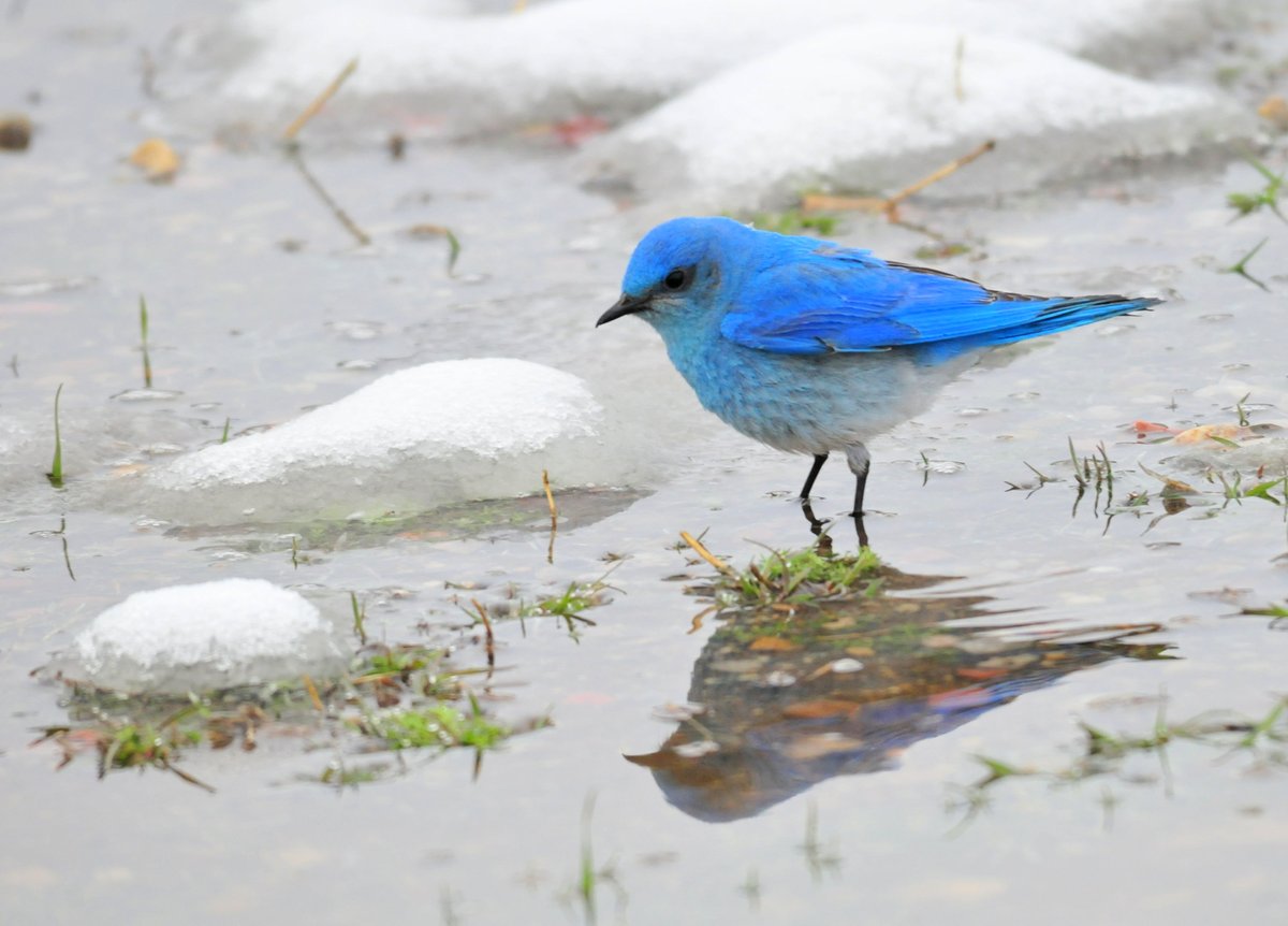 Somebody call Steve because we found a clue that’s blue! IYKYK. 

Mountain bluebirds are a great clue that spring has arrived. These songbirds are early arrivers so you will likely be able to spot some in meadows, plains, grasslands, &amp; even in a nest box near you! 

Photo: <a href="/USFWS/">U.S. Fish and Wildlife Service</a>