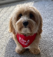 wag_company's tweet photo. This adorable little new girl is Friendship Dog, Daisy the Havanese who will be visiting Whorlton Grange Care Home in Westerhope with Liz and Jason.
Looking the part in your new uniform Daisy, welcome to the Wag family. #charity #communityfriends #supportourwork #shareyourdog https://t.co/3AM9DRG5gO