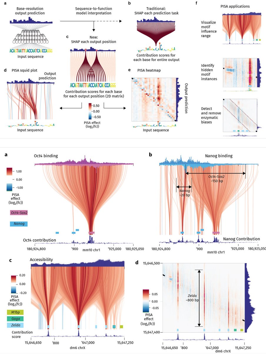 PISA: a versatile interpretation tool for visualizing cis-regulatory rules in genomic data biorxiv.org/content/10.110…