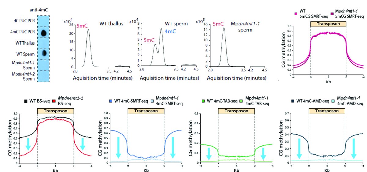 In our new paper, we use six methods to unambiguously validate the presence of extensive 4mC at CG sites across genic regions in mature sperm:
🧪 immunodot blot
🧪 LC-MS
🧬 Bisulfite-seq
🧬 SMRT-seq
🧬 4mC-TAB-seq
🧬 4mC-AMD-seq
2/13