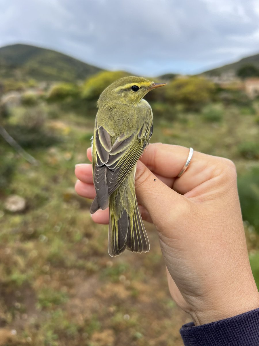 lullula_3's tweet photo. Back in #asinaranationalpark to ring birds and study spring migration @OssFaunAsinara https://t.co/YJ55Wulm32