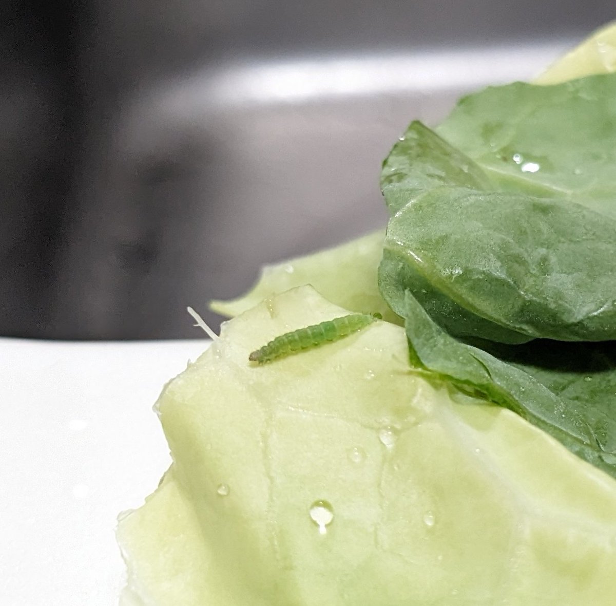 春キャベツ🥬に青虫いた！
こういうのを見つけると、とってもワクワクするんだよねぇ。
千切りにならなくてよかったよホント。