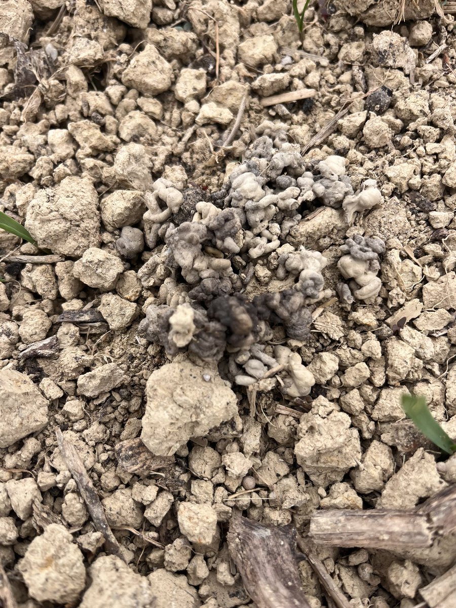anthonybecvar's tweet photo. Judging by the colour of the casts this morning, the worms are loving the recent compost addition! #Soil #Worms #SoilFarming https://t.co/N4rIUZbQih