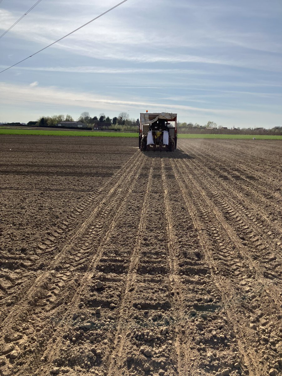 La campagne de semis betteraves 2025 #sucrières, #fourragères et #chicorées <a href="/GroupeFDesprez/">Florimond Desprez</a> en essais de rendement touche à sa fin 💪. Encore quelques plateformes en sélection jaunisses 🐞, cercosporiose  🦠contrôles variétale .. et ça sera bon et puis vivement qu’il pleuve 🌧️