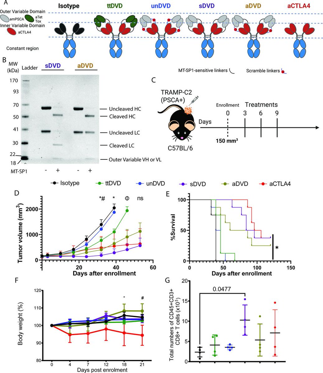 jitcancer's tweet photo. New #JITC article: Impact of tumor localization on antitumor immunity with conditionally activated CTLA-4 blockade https://t.co/g8SXyVr5p9 @MarcelArias @UCSF https://t.co/miHaGxs9eB