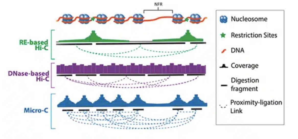 🧬 New study using Dovetail Micro-C explores how chromatin loops re-form after mitosis in stem cells—even without cohesin. Offering fresh insight into genome organization and transcriptional control.
📖 ow.ly/T6ng50VrTRZ

#MicroC #3DGenomics #Cohesin #GeneRegulation