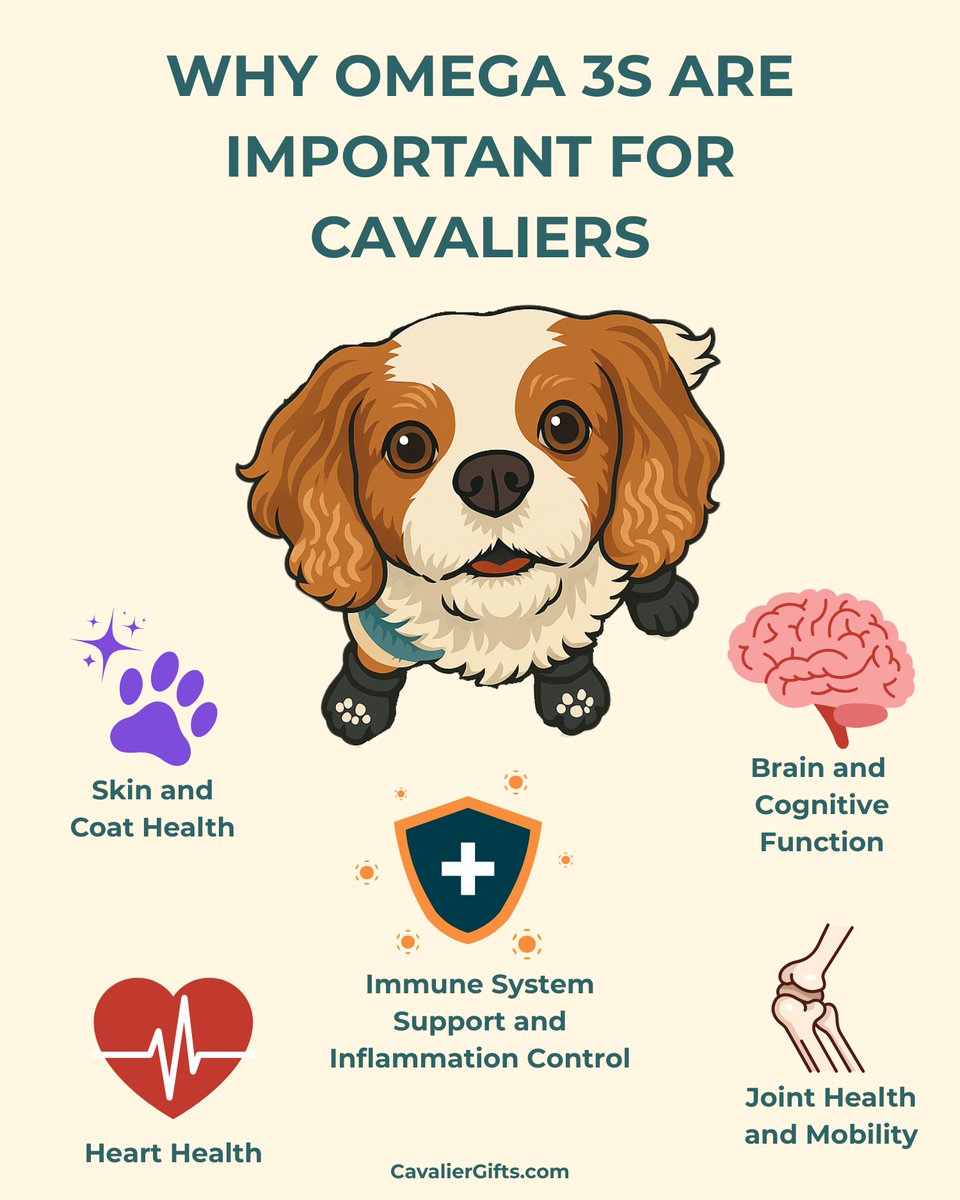 dogtrainer4ever's tweet photo. 🐟 Omega 3 Tips 🌐⁠ ⁠
https://t.co/8vxIa7SYsH

#CavalierKingCharlesSpaniel #Omega3ForDogs #HealthyCavaliers #DogHealth #CavalierCare #CavalierTips #PetNutrition #DogSupplements #HealthySkinForDogs #HeartHealthForDogs #CavalierLife #PetWellbeing #CavalierHealth https://t.co/agk18yuGay
