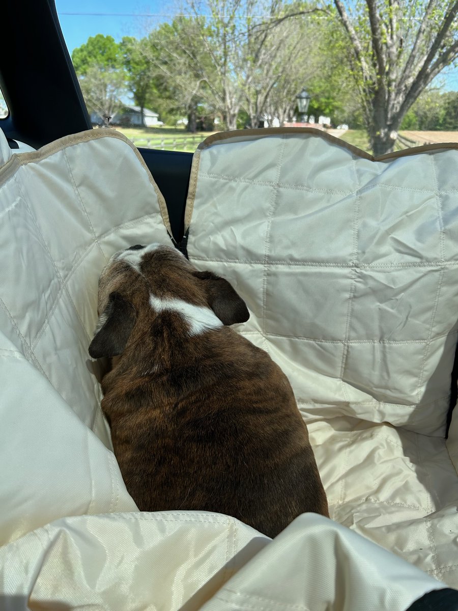 LenaMasami's tweet photo. Ellie put herself in time out in the car. 😂 #englishbulldog #bulldog #dogs #pets #animals https://t.co/nVnj5NYRid