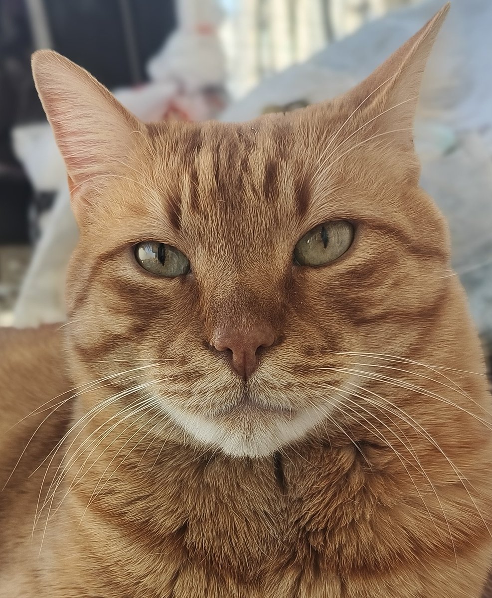 catsmomyy's tweet photo. @simarikocagobek 🐾 https://t.co/hj3nLum9BT