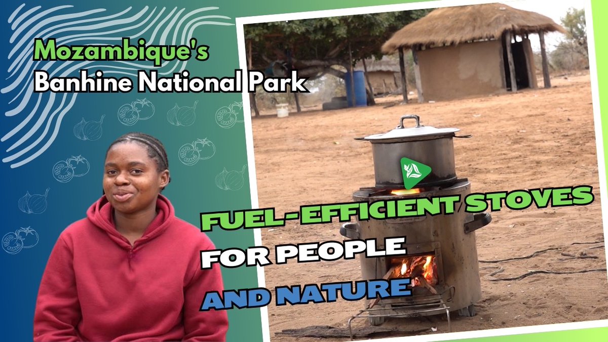 PeaceParksFoundation (@peace_parks) on Twitter photo Communities around Banhine National Park are cooking safer while protecting nature, thanks to the parkโs cookstoves project, which is backed by the German Postcode Lottery (<a href="/DPLotterie/">PostcodeLotterie</a>). The project results in less smoke, healthier homes, and less firewood chopping.
Visit Communities around Banhine National Park are cooking safer while protecting nature, thanks to the parkโs cookstoves project, which is backed by the German Postcode Lottery (<a href="/DPLotterie/">PostcodeLotterie</a>). The project results in less smoke, healthier homes, and less firewood chopping.
Visit