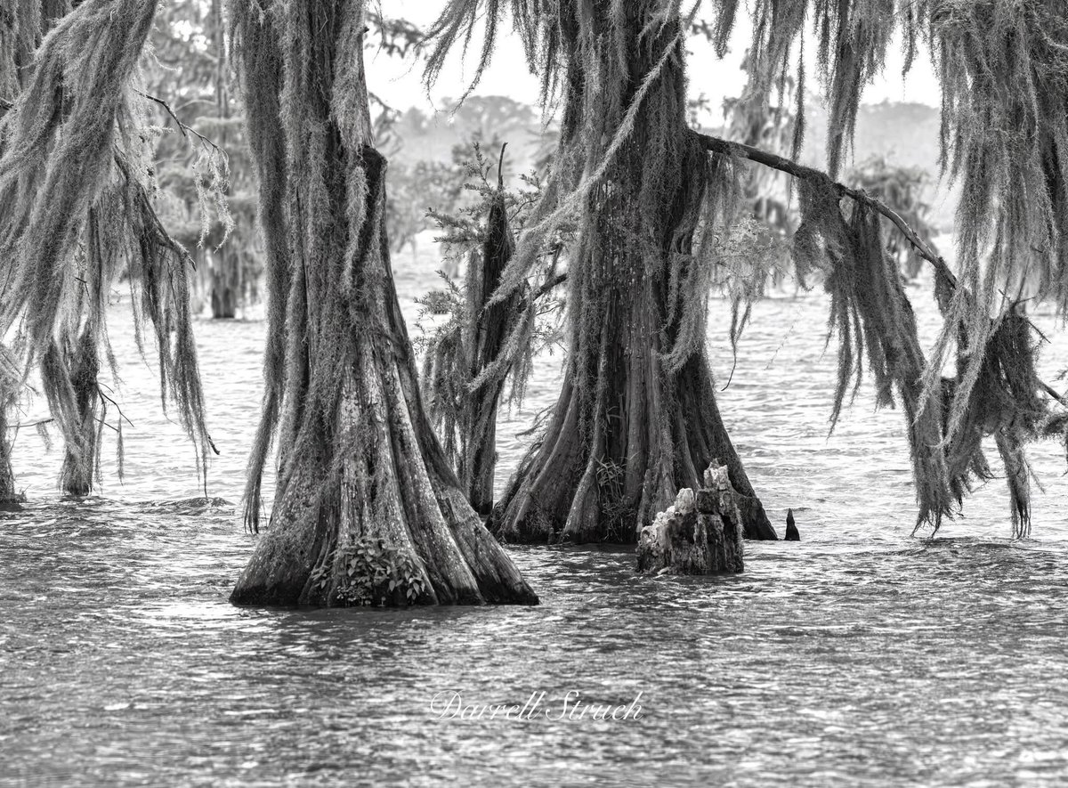 DTStrueh's tweet photo. Cypress trees and Spanish moss from Lake Martin near Breaux Bridge, Louisiana. https://t.co/8PjDER8ZBU