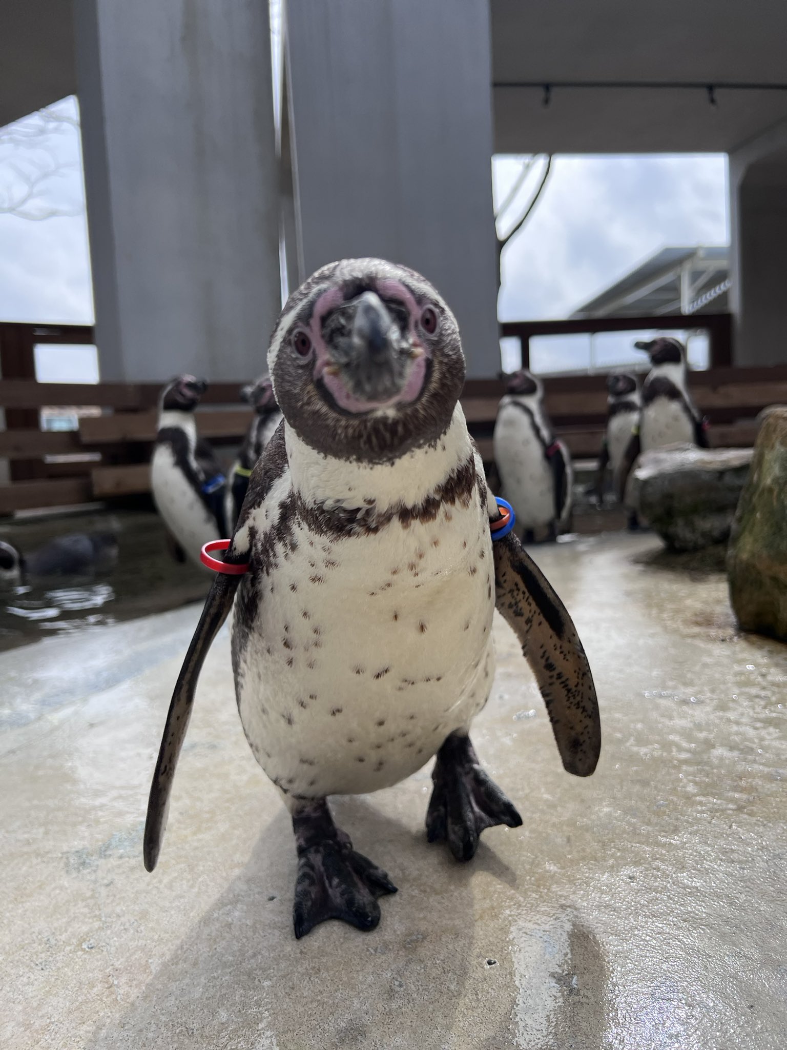 ➖牧場王様➖ボナベンチュラ ペンギン