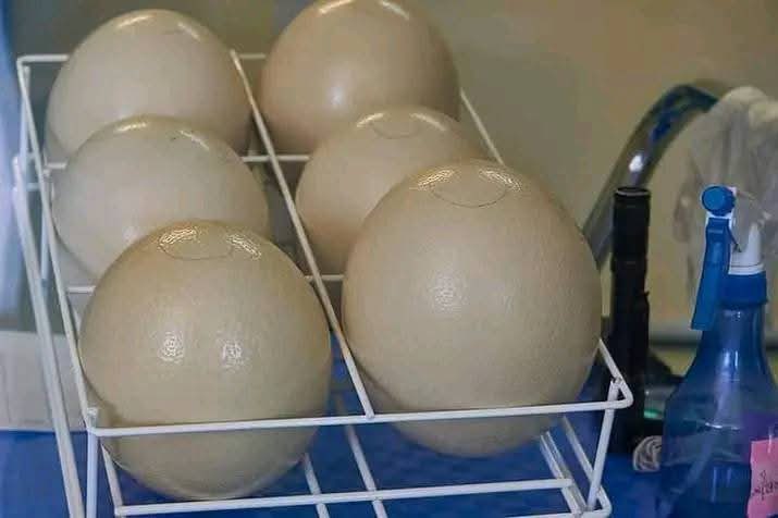 Finally met BOB’s mom today 😅

Went back to inspect our ostrich eggs—
and yes, I wasn’t joking when I said @KnightsonBase is using this as a real concept in their upcoming RPG.

The results? Fresh, healthy, and full of chaos potential.

Stay tuned… more madness loading! 😁