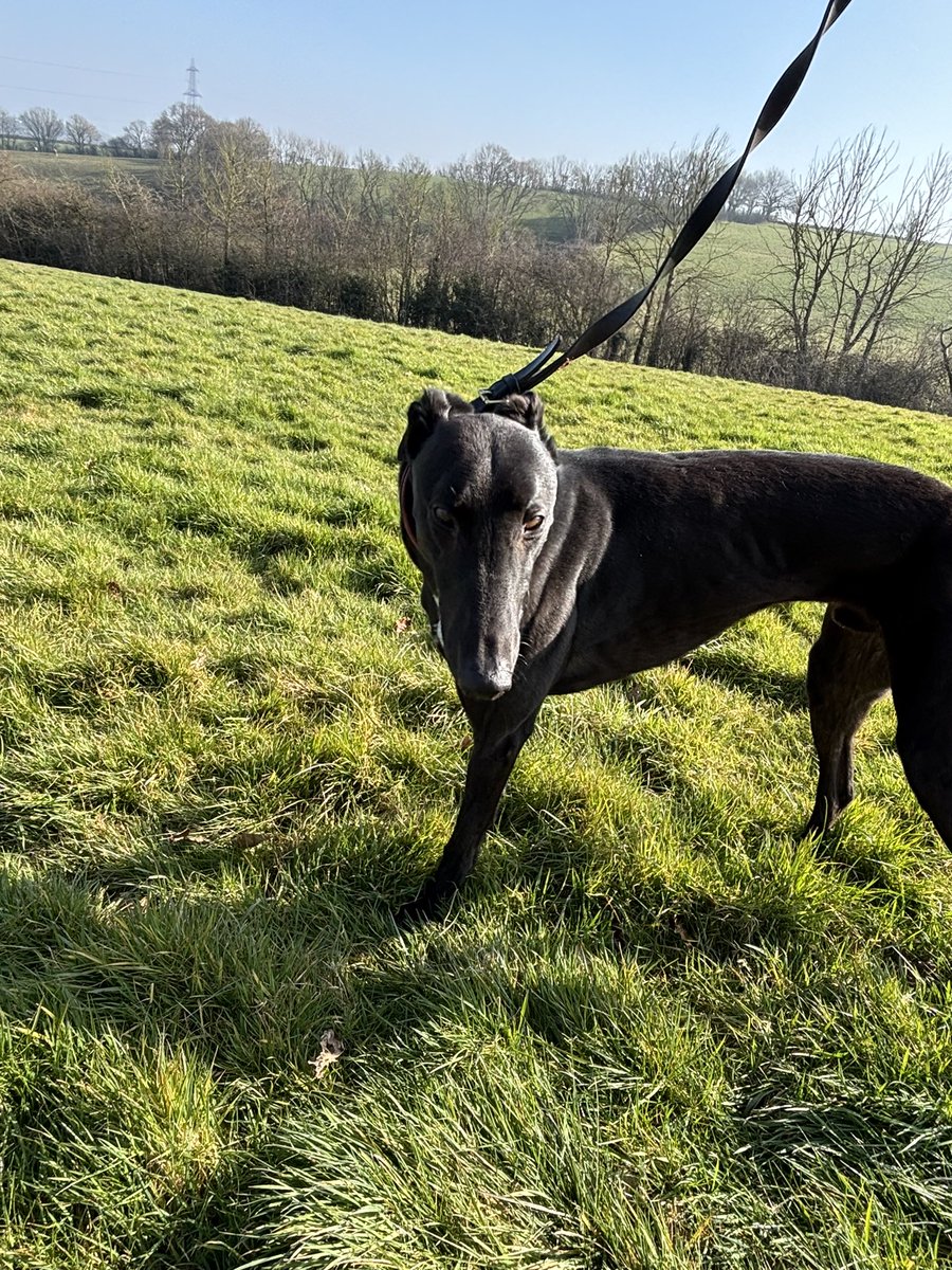 Rich is looking for a girlfriend to share his bed with, 

We still have a kennel space available ideally we would like a girl to come in so we can get this handsome chap a new girlfriend, 

If you would like more information please feel free to contact me