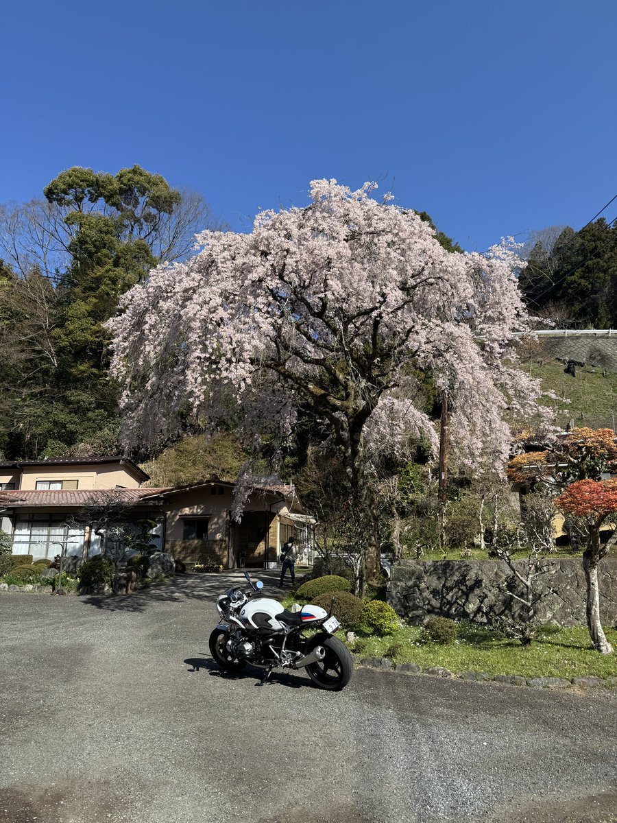jittor9tracer's tweet photo. 神奈川県松田町の寄、枝垂れ桜が見頃でした。
#r9t #r9tracer #rninetracer #motercycle #bmwmotorrad #boxermotor #motovlog #寄 #枝垂れ桜 https://t.co/uAbnuUgSpw
