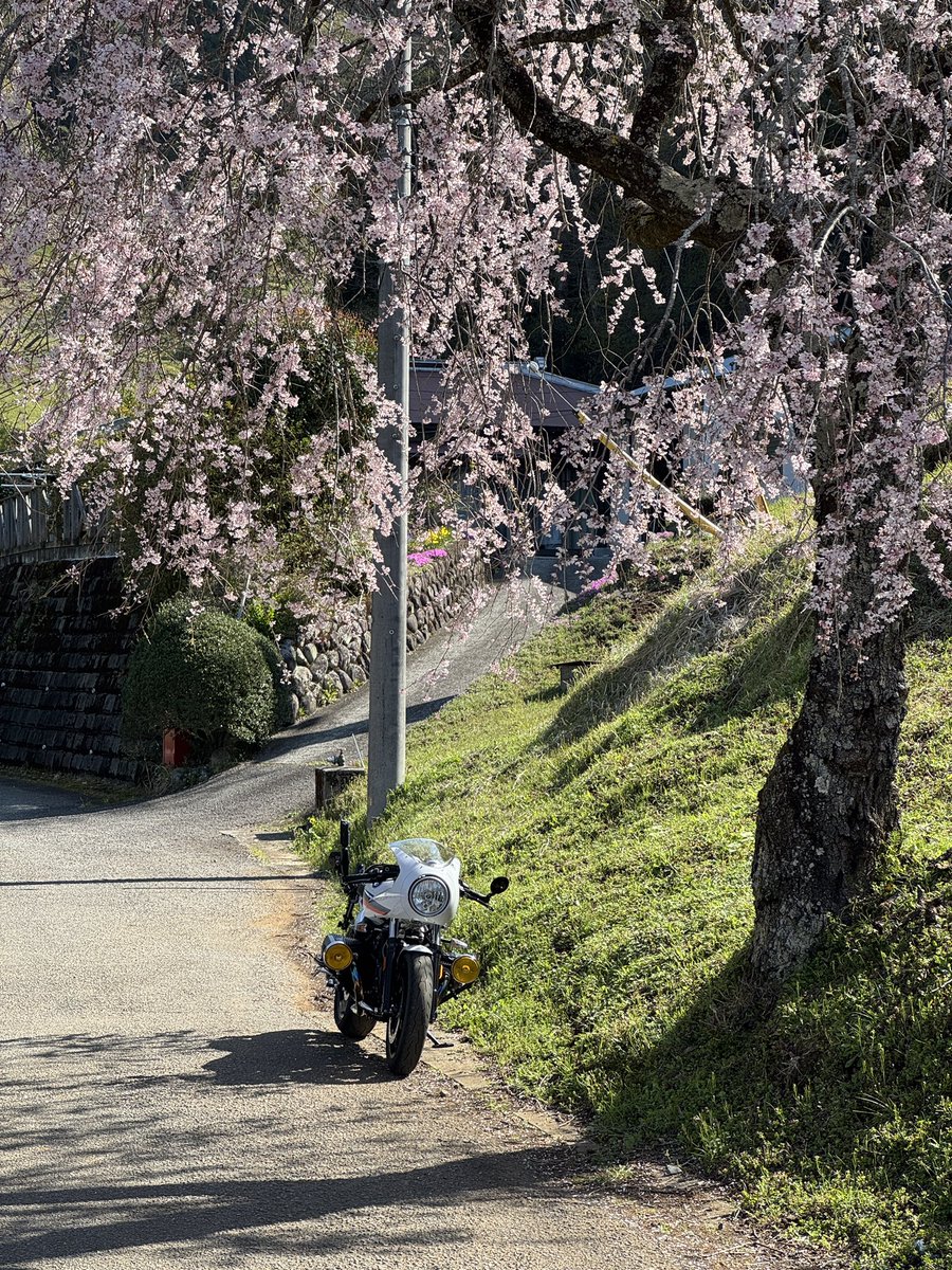 jittor9tracer's tweet photo. 神奈川県松田町の寄、枝垂れ桜が見頃でした。
#r9t #r9tracer #rninetracer #motercycle #bmwmotorrad #boxermotor #motovlog #寄 #枝垂れ桜 https://t.co/uAbnuUgSpw