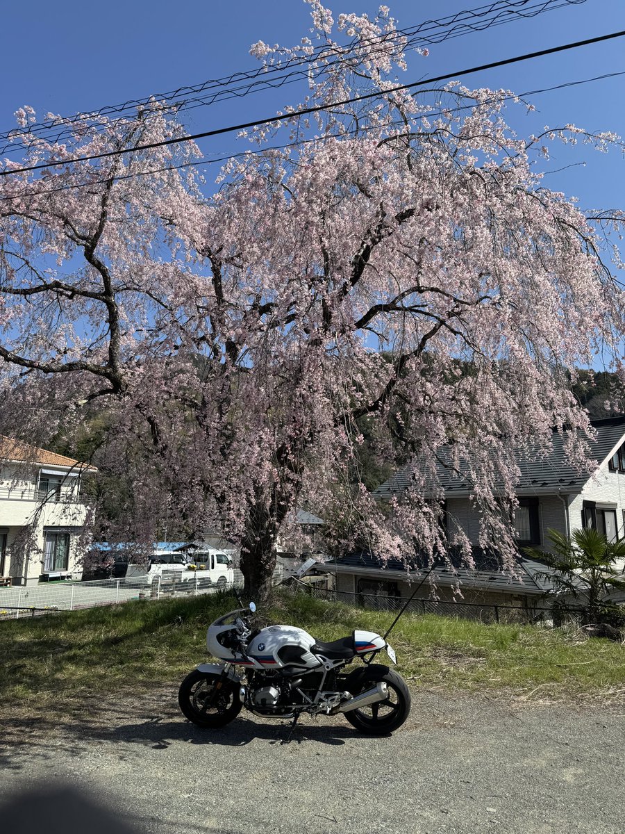 jittor9tracer's tweet photo. 神奈川県松田町の寄、枝垂れ桜が見頃でした。
#r9t #r9tracer #rninetracer #motercycle #bmwmotorrad #boxermotor #motovlog #寄 #枝垂れ桜 https://t.co/uAbnuUgSpw