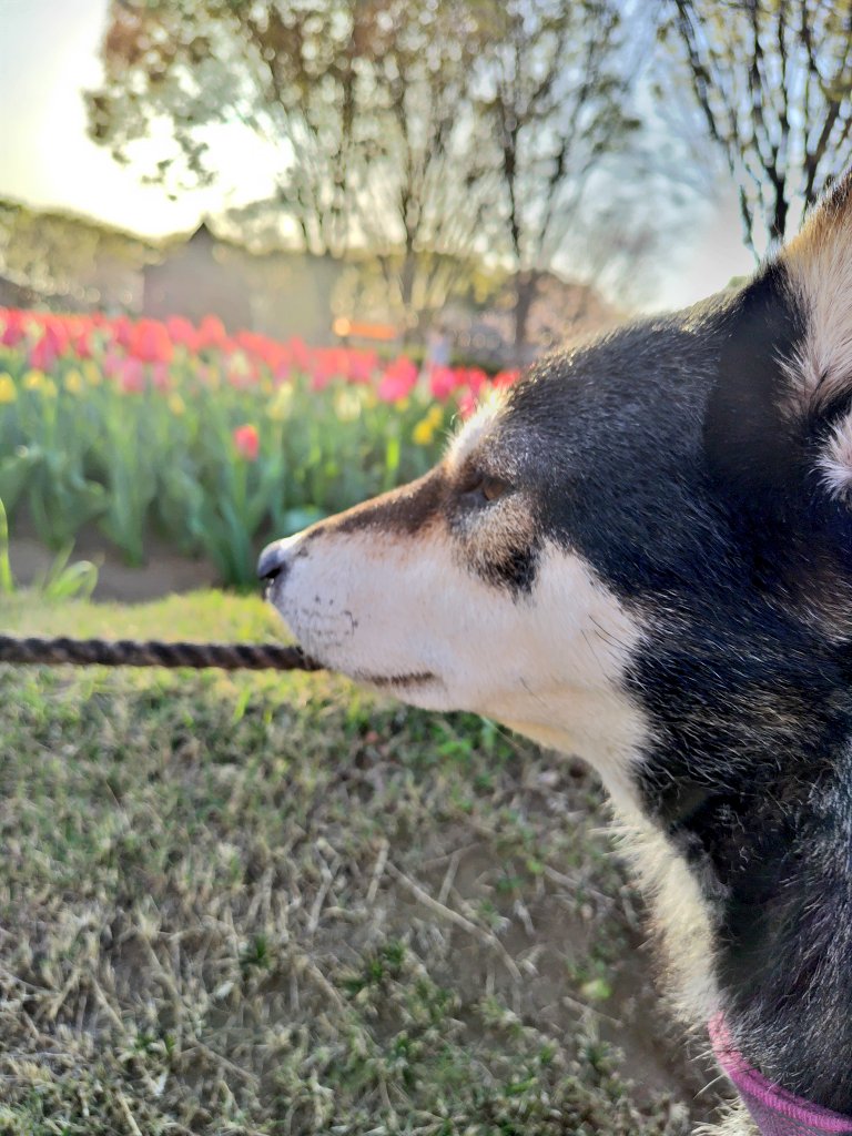 yipo121's tweet image. 毎年恒例の花見🌸🌷
🌸満開🌷はあと少し…

深谷グリーンパーク