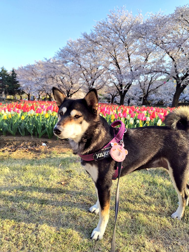 yipo121's tweet image. 毎年恒例の花見🌸🌷
🌸満開🌷はあと少し…

深谷グリーンパーク