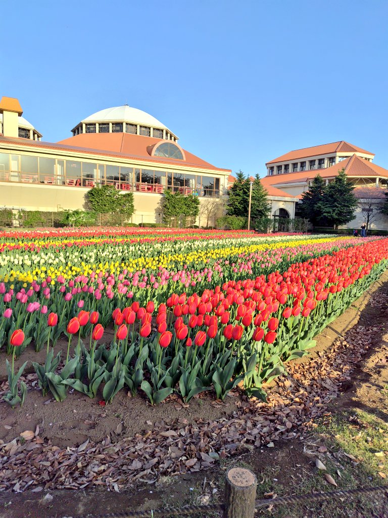 yipo121's tweet image. 毎年恒例の花見🌸🌷
🌸満開🌷はあと少し…

深谷グリーンパーク