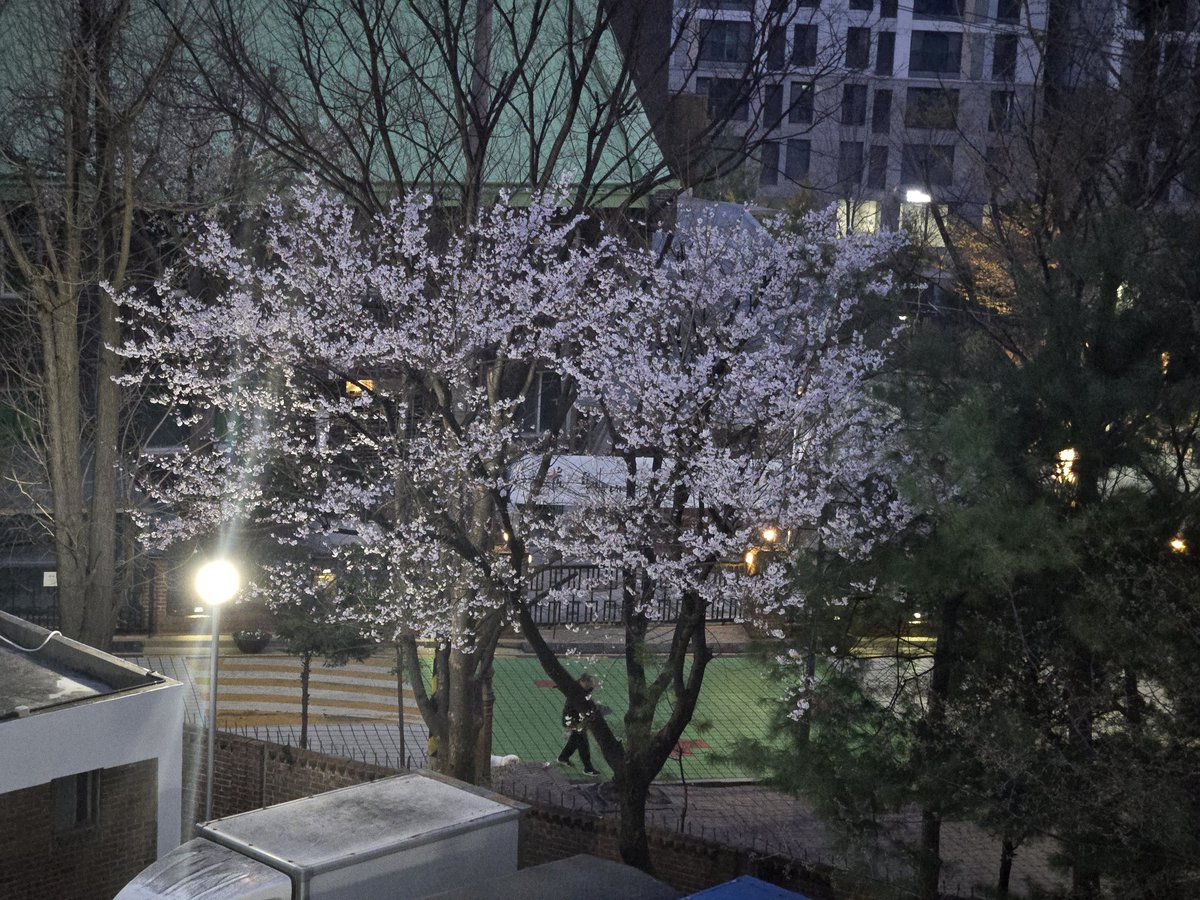 x6481191's tweet photo. 또다시 봄... https://t.co/YAbkCmy520