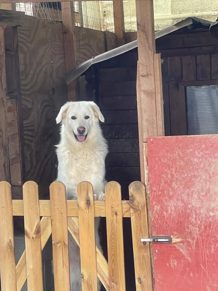 zampa_qua's tweet photo. STRAURGENTISSIMO 🆘️🆘️🆘️🆘️☎️3276362179🐕"CI SONO CANI CHE VIVONO IN CANILE DA UNA VITA INTERA"WHISHY 2 anni e fantastico, buono con tutti,salvato dal suo aguzzino ora aspetta qualcuno che l'accolga con AMORE.ADOTTATELO  SE LO MERITA #adotta  🙏🏡 https://t.co/6mYW5QSUgI