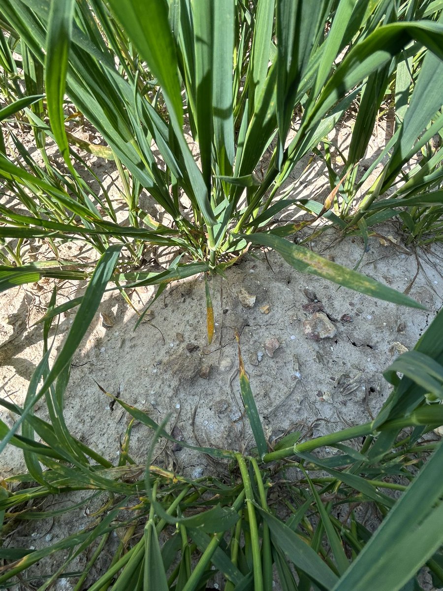 BONNIN1402's tweet photo. #TeamPustules : après le 27 c’est au tour du 28 d’être à l’Eure de la #RouilleJaune !

J’ai bien fait de venir @OlivierCOSTE2 !
2 variétés différentes notées 6 donc aucune surprise https://t.co/u8bghe5HW2