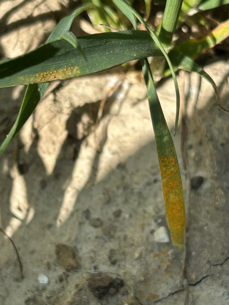 BONNIN1402's tweet photo. #TeamPustules : après le 27 c’est au tour du 28 d’être à l’Eure de la #RouilleJaune !

J’ai bien fait de venir @OlivierCOSTE2 !
2 variétés différentes notées 6 donc aucune surprise https://t.co/u8bghe5HW2