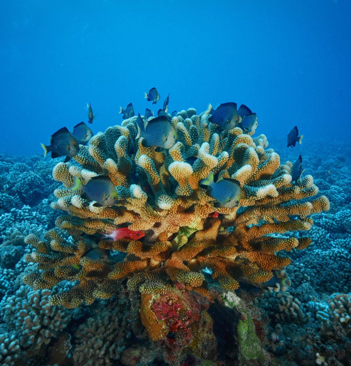 MPAsSA1's tweet photo. #DidYouKnow that less than 3% of the ocean is effectively protected?
According to the Marine Conservation Institute, we need to protect at least 30% of the ocean to safeguard marine biodiversity and build ocean resilience.
Read more: https://t.co/RnOd2jPSi0
#LetsTalkMPAs https://t.co/wYRF0fUBYS
