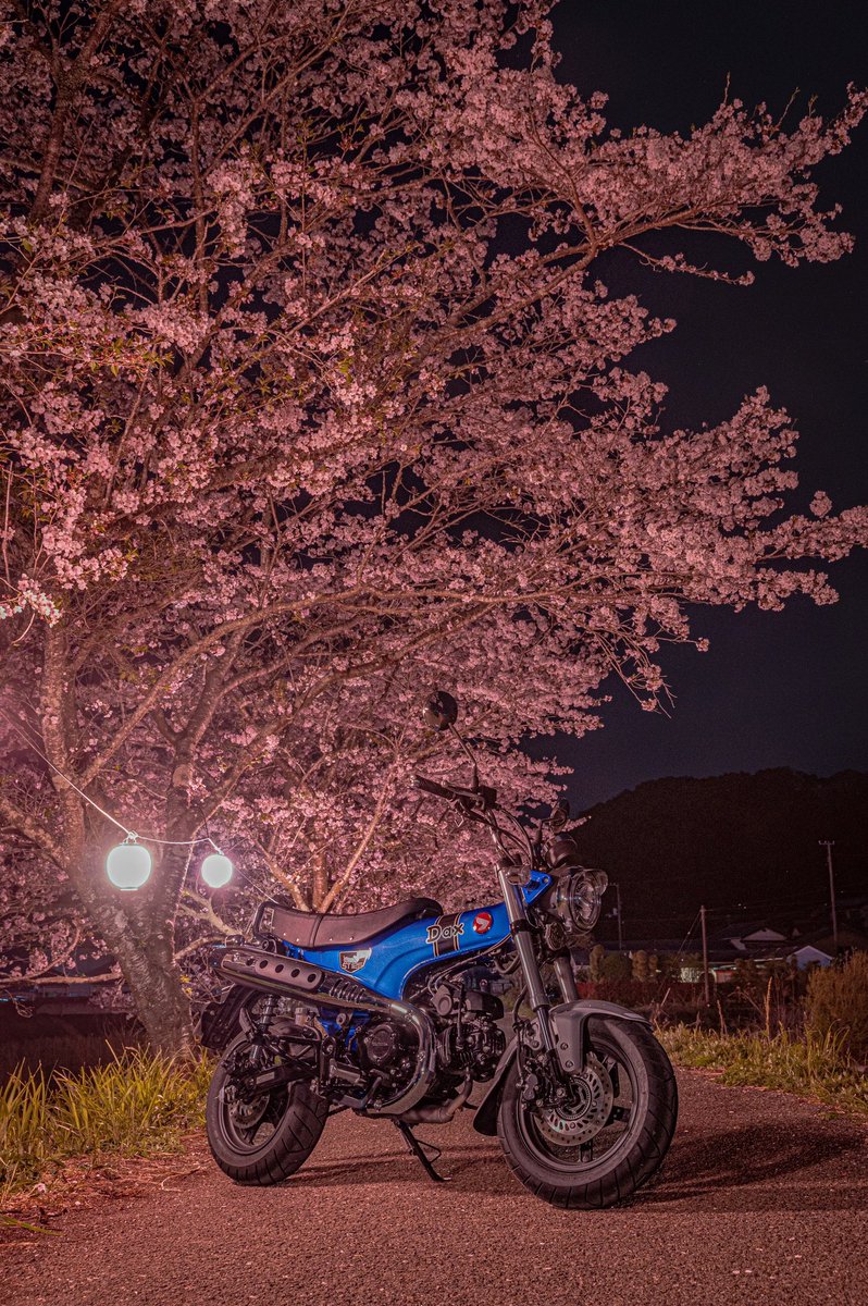 23sYui's tweet photo. これでDax乗り増えないかな…🫣

#桜と愛車🏍🌸
#st125
#Dax125 https://t.co/VxhMZ8Wj0w