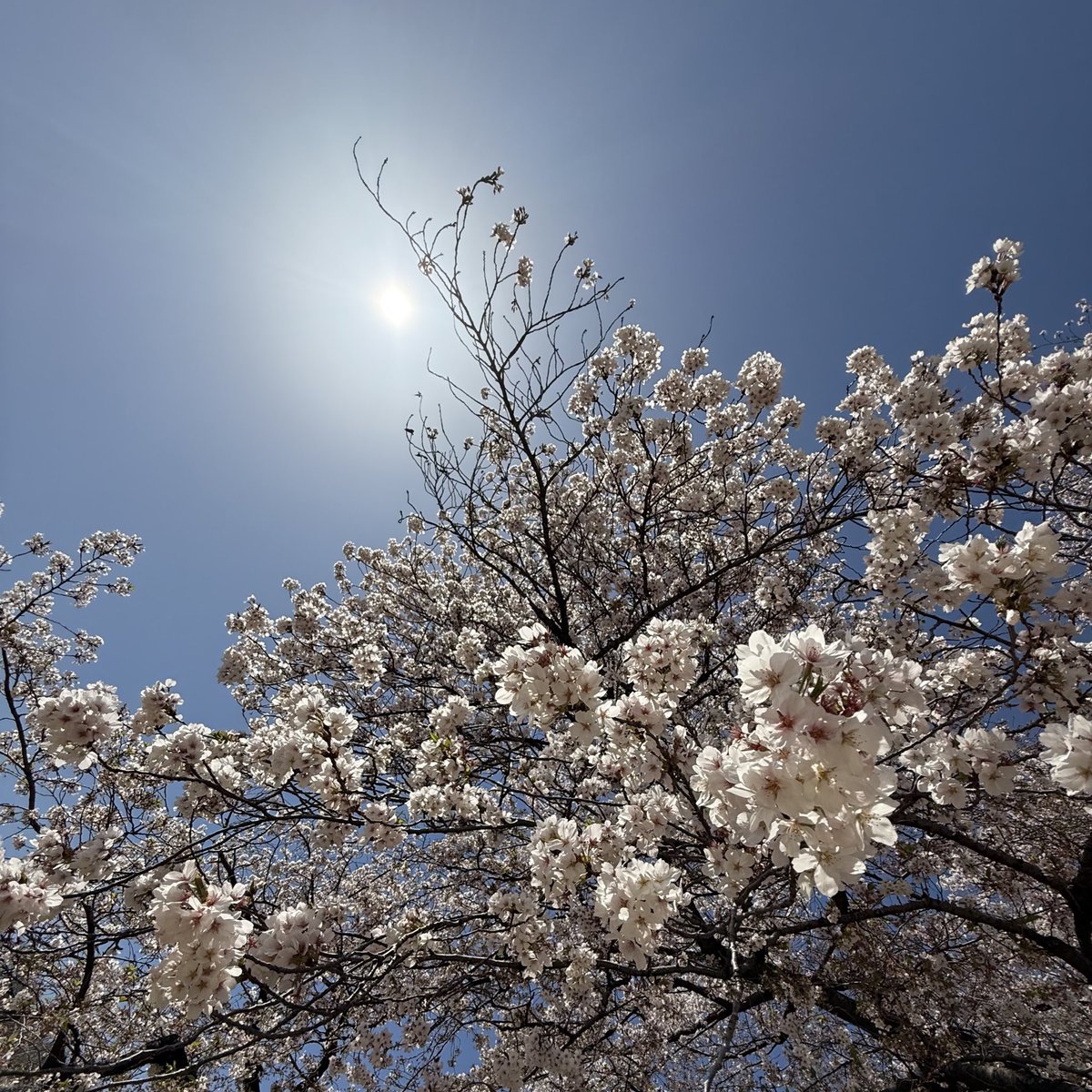 お花見日和でした🌸
