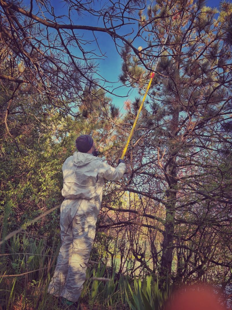 system_pest's tweet photo. #Podas contra la #Procesionaria en #pinos de un complejo deportivo en #Madrid.

Estos tratamientos permiten erradicar la población de #orugas, evitando el descenso en procesión, y garantizar la seguridad de todas las personas.

#controldeplagas #sanidadambiental #gestiondeplagas https://t.co/LTZ4t5VJSJ