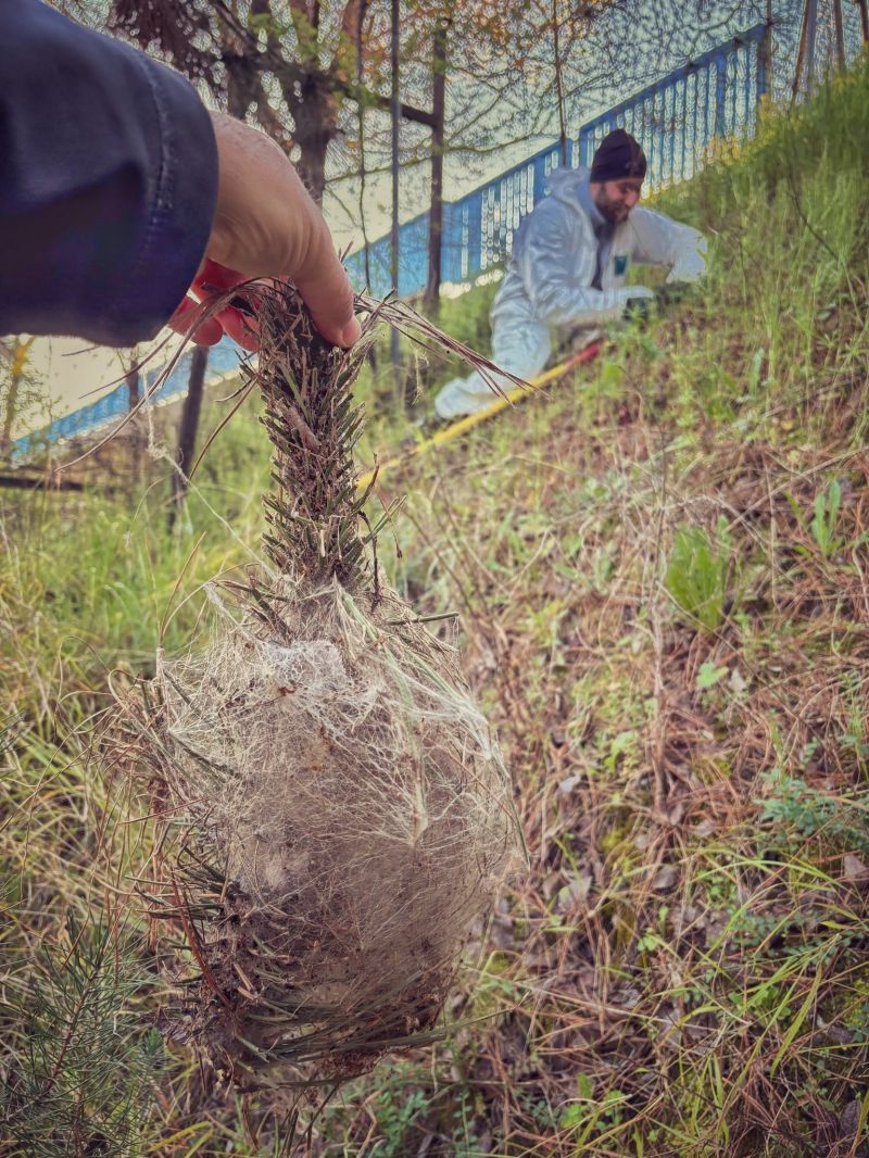 system_pest's tweet photo. #Podas contra la #Procesionaria en #pinos de un complejo deportivo en #Madrid.

Estos tratamientos permiten erradicar la población de #orugas, evitando el descenso en procesión, y garantizar la seguridad de todas las personas.

#controldeplagas #sanidadambiental #gestiondeplagas https://t.co/LTZ4t5VJSJ