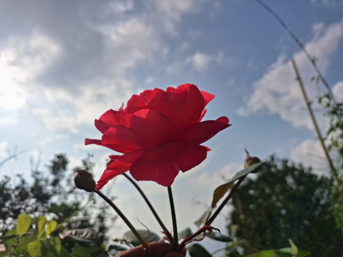 फुलै फुल मात्र पनि हैन रैछ जीवन , काडा बिच फुल्ने फुल रैछ जीवन ❤️