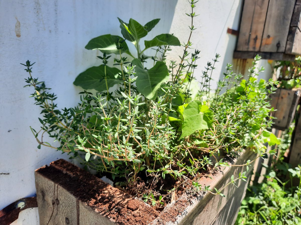 city_shamba's tweet photo. Did you know?
Herbs and Spices elevate dishes & health—boosting immunity, easing digestion, sharpening memory, reducing stress, and even fighting inflammation. 
Start the #GrowYourOwn journey with our top-quality seeds 🫘 & seedlings🌱🌱!...and DON'T worry about space, we'll work with what you've got 🫡 #SpiceItUp #ZeroHunger #AgroEcology
