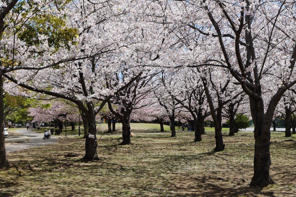 D_Saya's tweet photo. 桜吹雪でした https://t.co/mFAmMofPfr
