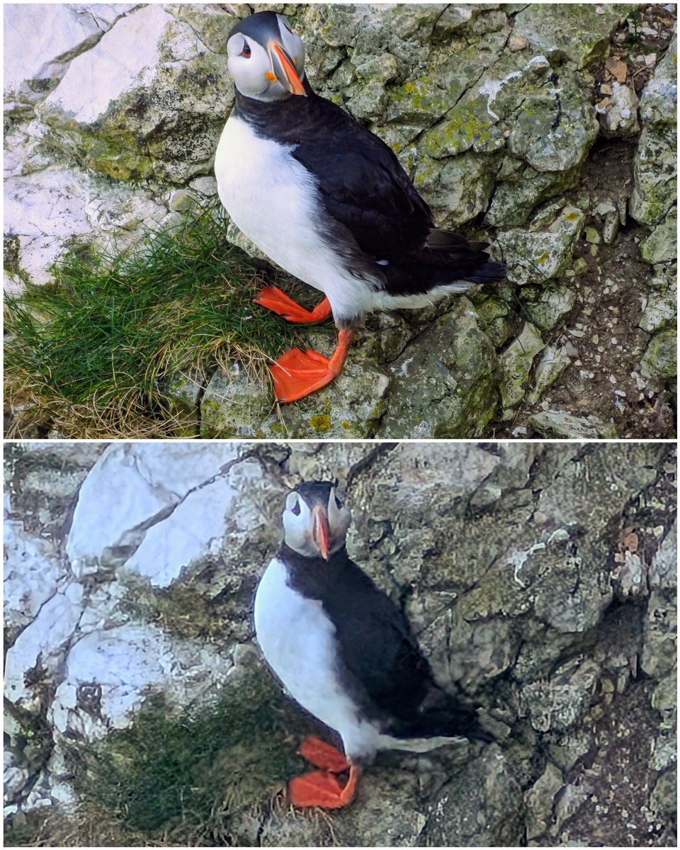 sheppellcoite's tweet photo. Puffin paparazzi in action! 📸 Zoom battle: My trusty Nikon P950 vs. the impressive Pixel 8 Pro. Both captured these adorable Flamborough residents, but the detail and clarity are fascinating to compare!
#Puffins #Flamborough #ZoomBattle #Pixel8Pro #NikonP950 https://t.co/oR7eCeGjfF