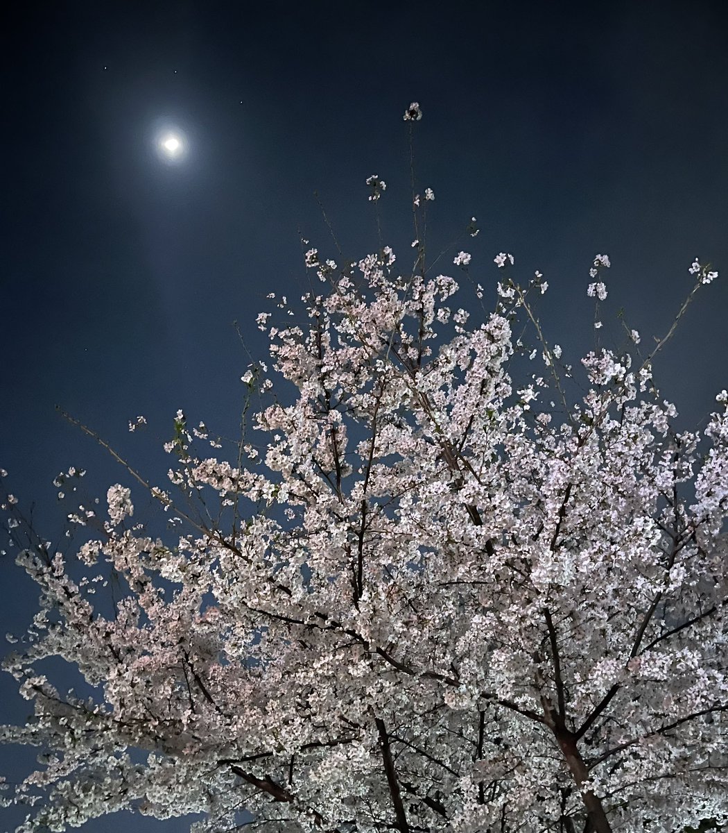 irisutoki's tweet photo. 桜ももうすぐ終わりですね🌸

いつもは家の周りの桜を眺めるだけなのですが、めずしくお花見スポットに行ってきました♪

どこの桜も美しい😊✨

また来年👋 https://t.co/JFyKSITU47
