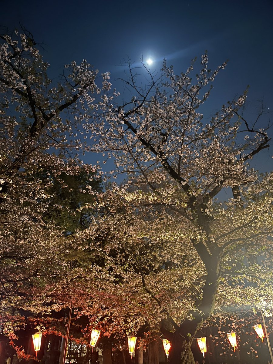 irisutoki's tweet photo. 桜ももうすぐ終わりですね🌸

いつもは家の周りの桜を眺めるだけなのですが、めずしくお花見スポットに行ってきました♪

どこの桜も美しい😊✨

また来年👋 https://t.co/JFyKSITU47