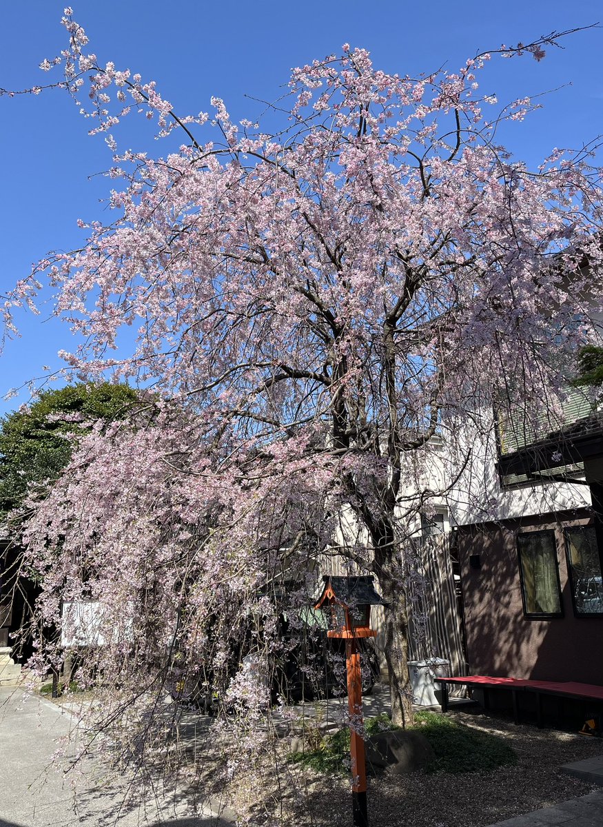 irisutoki's tweet photo. 桜ももうすぐ終わりですね🌸

いつもは家の周りの桜を眺めるだけなのですが、めずしくお花見スポットに行ってきました♪

どこの桜も美しい😊✨

また来年👋 https://t.co/JFyKSITU47