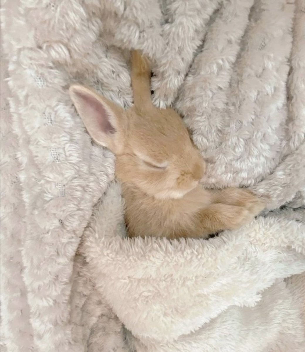 🍓뚜왈기 tweet media