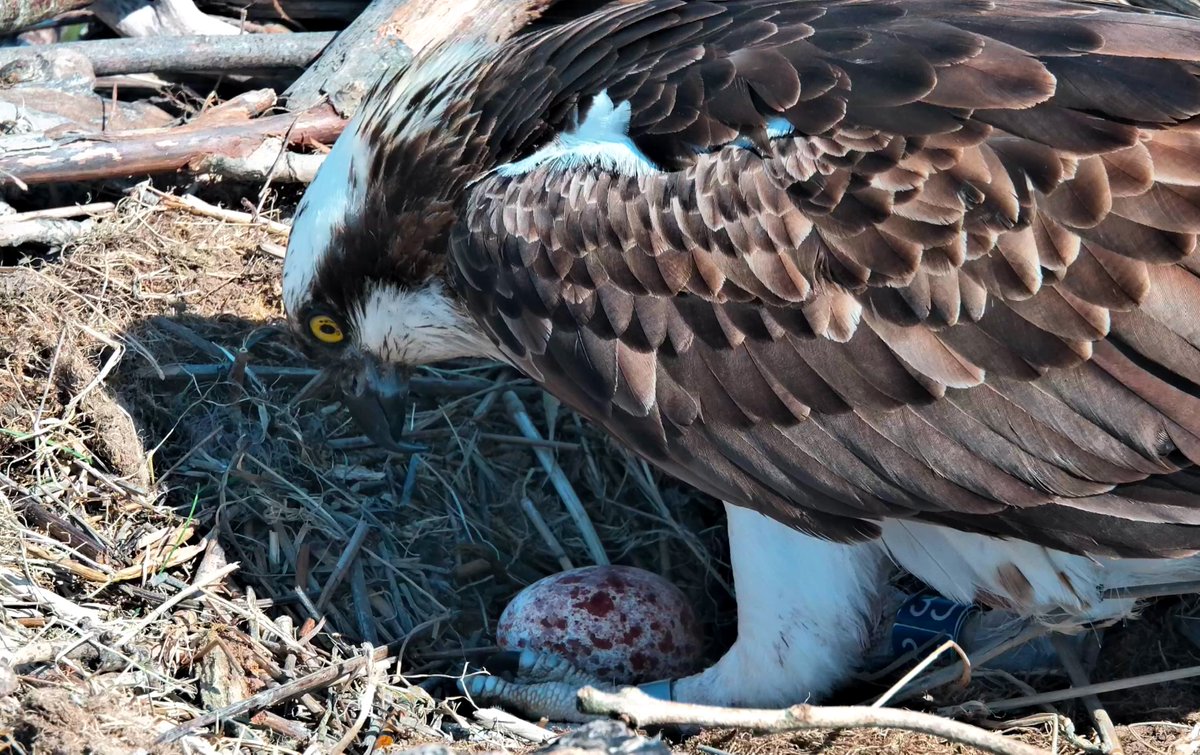 DyfiOspreys's tweet image. PLOP 🥚

1st Egg - 13:48 on 9th April

This is bang-on average for these two and beats the previous earliest ever egg at this nest by three days.

This is Telyn's 22nd egg at this nest and 23rd in all (she laid one in Rutland Water in 2016).