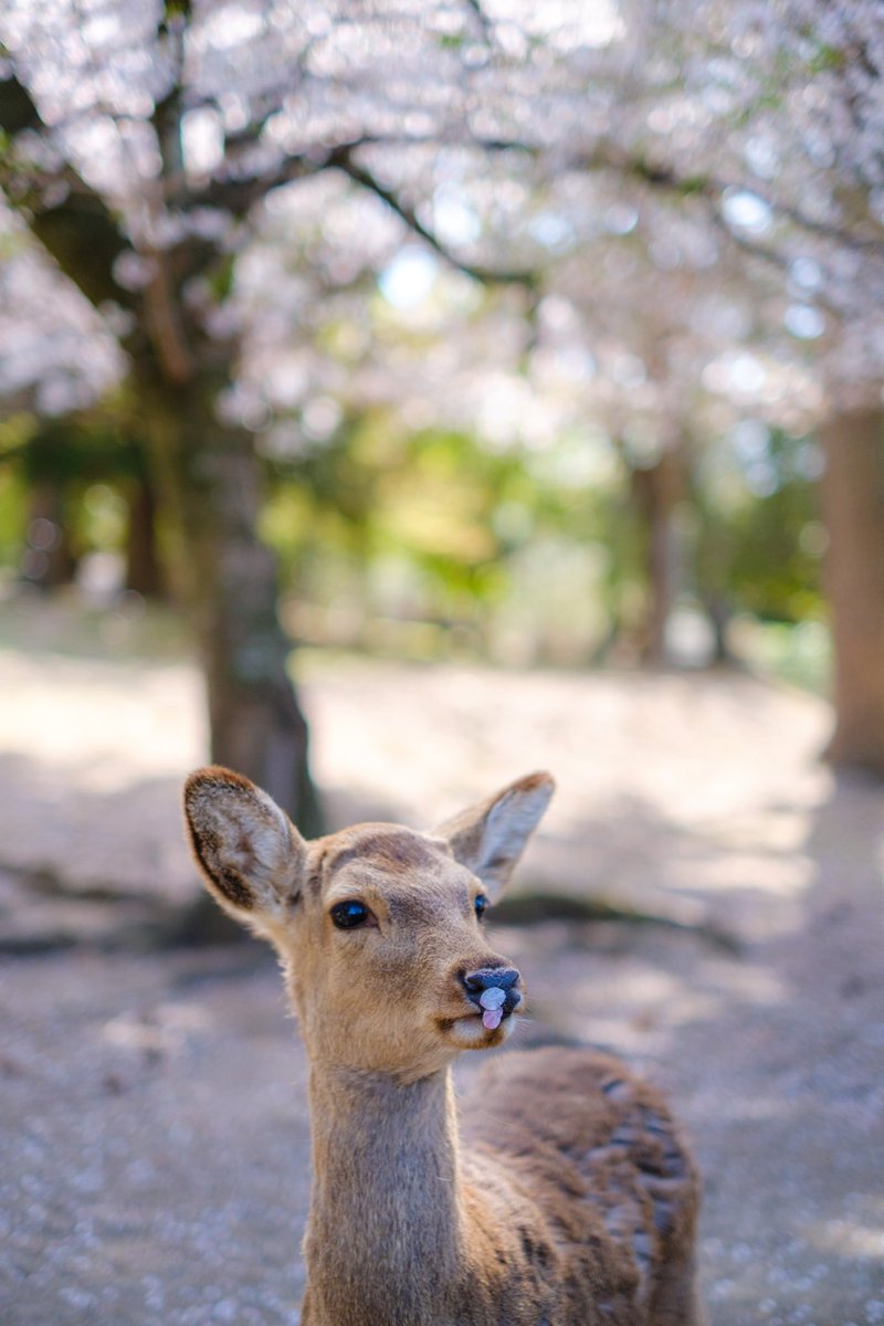 saygb04's tweet photo. 口元に桜がついてる鹿さん🦌
#FUJIFILM
#奈良の鹿 https://t.co/KAEtZ2owM2