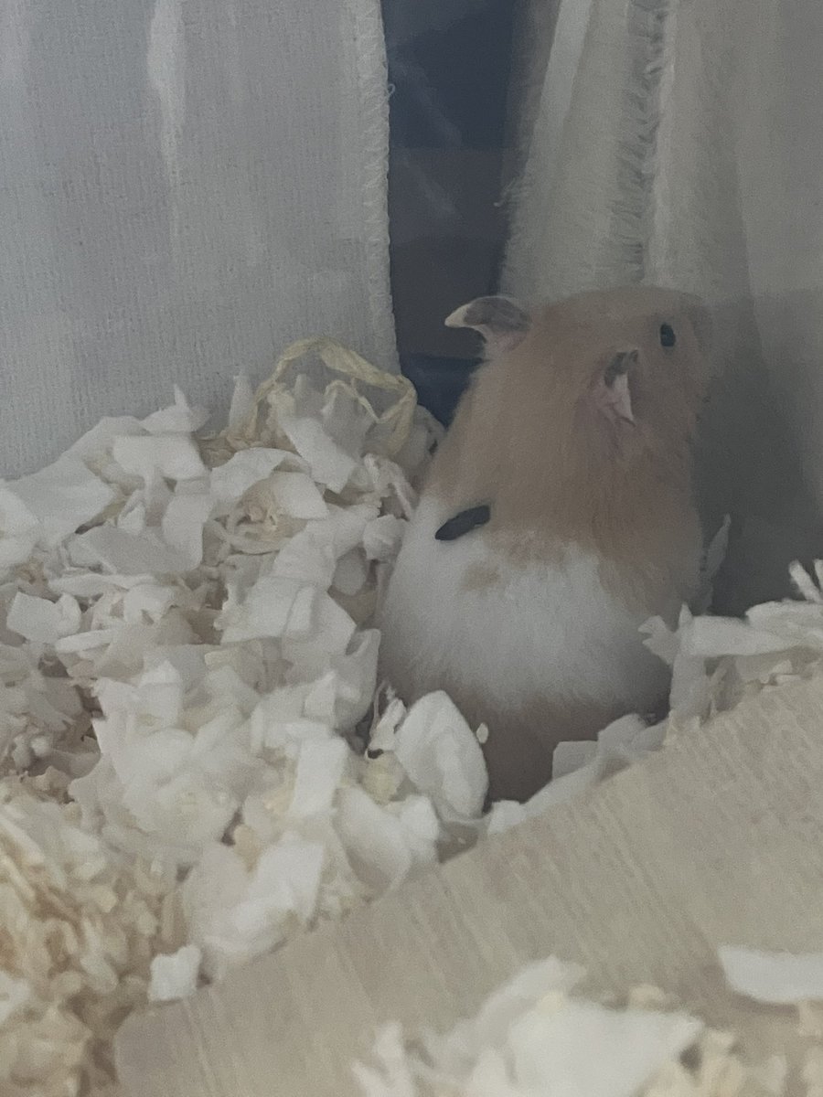 うんちが乗ってるよ‼️