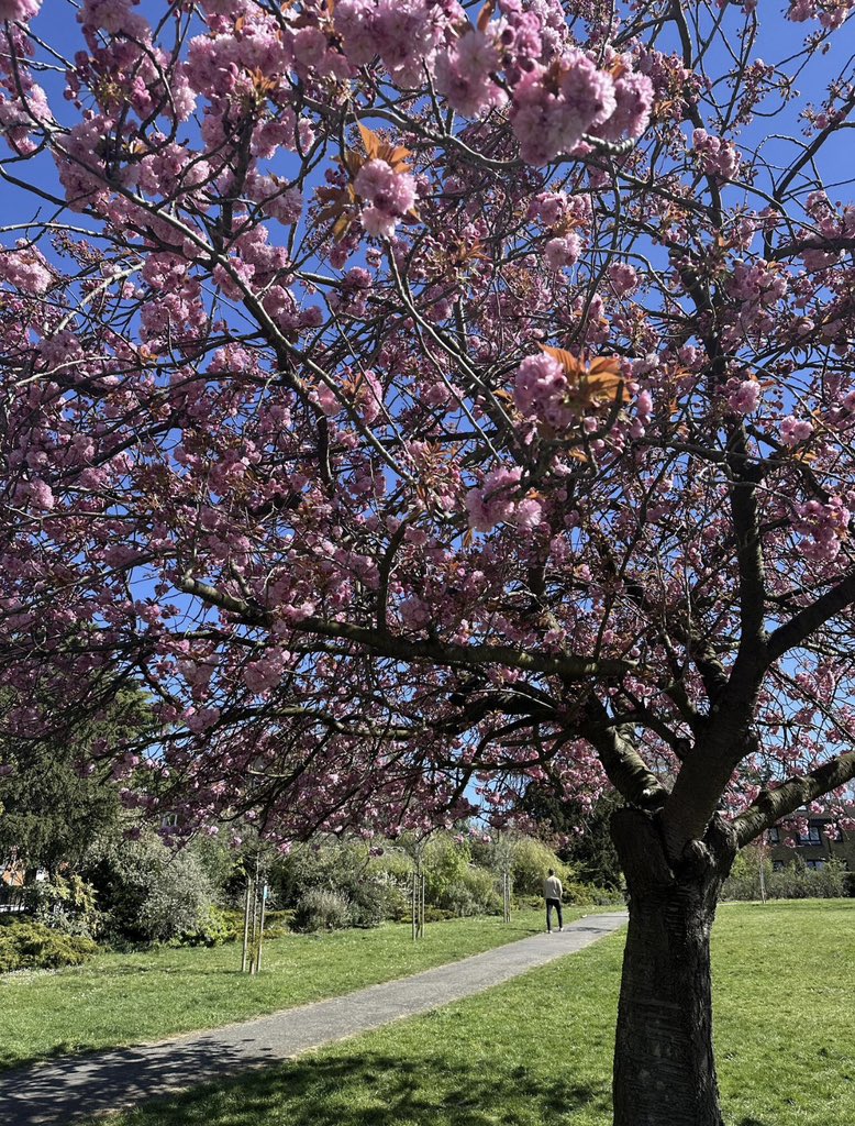 MrZak_09's tweet photo. Good afternoon from London where even the afternoon feels like nature dropped a vibe bomb 😅
Grateful to live in a place that randomly flexes like this😍
#ChillScenes #LondonMood #NatureGotGame
☀️🌿✨📍 https://t.co/9j6GFTJZGk