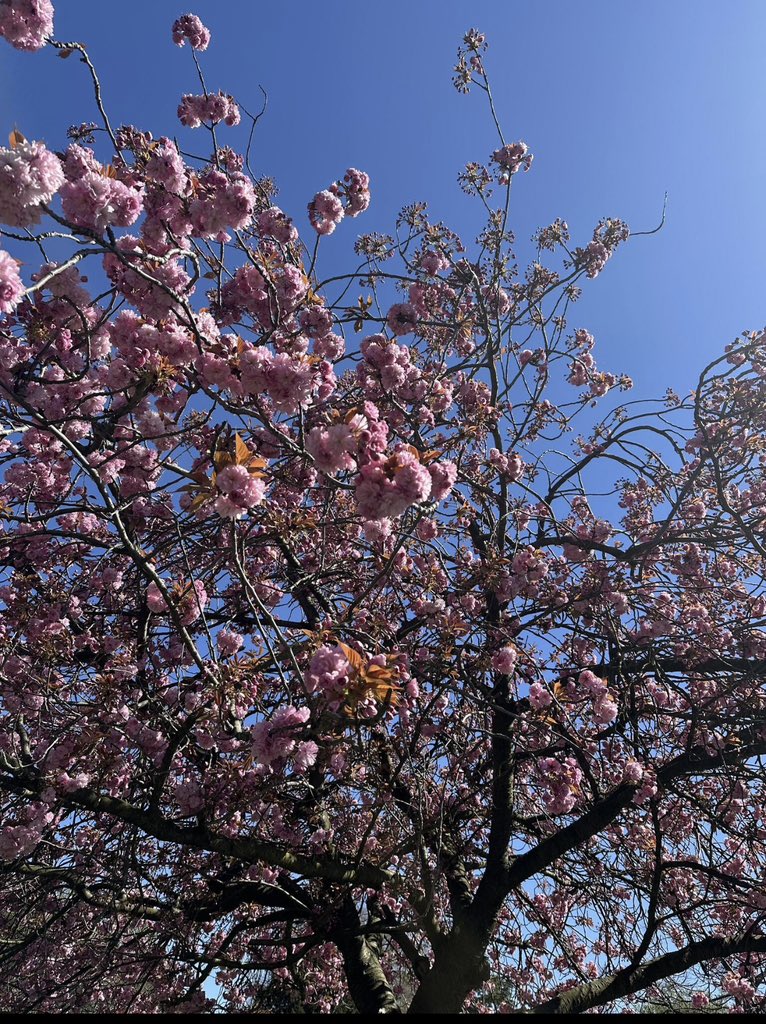MrZak_09's tweet photo. Good afternoon from London where even the afternoon feels like nature dropped a vibe bomb 😅
Grateful to live in a place that randomly flexes like this😍
#ChillScenes #LondonMood #NatureGotGame
☀️🌿✨📍 https://t.co/9j6GFTJZGk