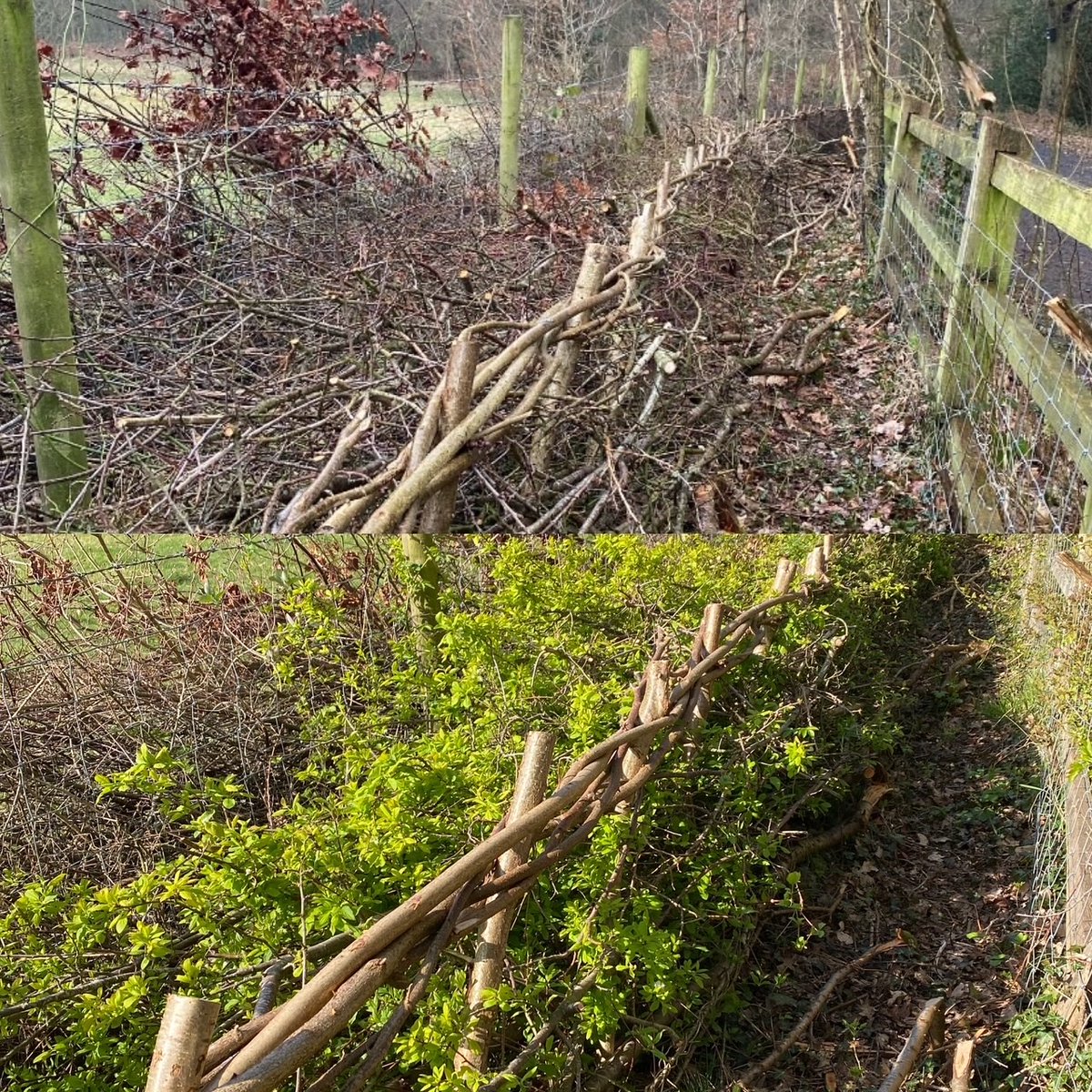 Hedgerows laid over winter are now coming back into leaf and providing vital habitat for wildlife across <a href="/dudleymbc/">Dudley Council</a> <a href="/DiscoverDudley/">Discover Dudley</a> <a href="/NE_WestMids/">NE_WestMids</a>
