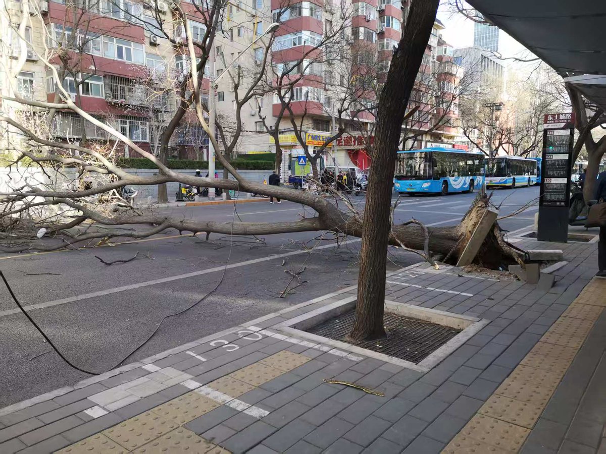 Wind is so strong that a tree was blown down😮