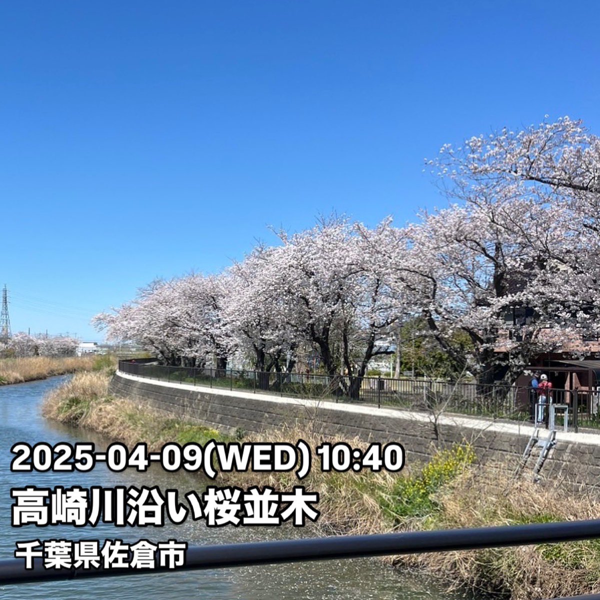 千葉県佐倉市
高崎川沿い桜並木
満開です🌸